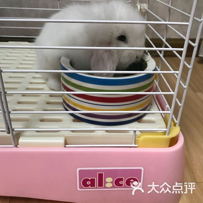 兔子百货图片-北京宠物店-大众点评网