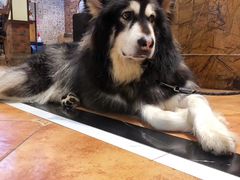 -more than meow吴止猫主题餐厅(承德 中船汇店)