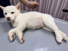 -宠物星动物医院·眼科·异宠·猫科(江南大道总院)