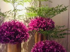 -彩丰楼·中餐厅(国家会展中心上海洲际店)