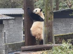 -都江堰中华大熊猫苑