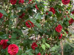 -深圳国际园林花卉博览园