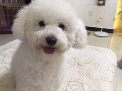 -瑞派宠物医院(锦江店)