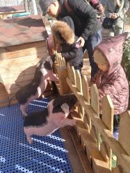 -萌宠亲子动物乐园(槐房万达店)