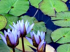 -国家植物园南园