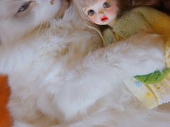 -飞行喵MR PILOT|猫舍·猫咖(静安大融城店)