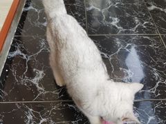 -十年猫舍·猫咪专门店(普陀店)
