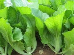 小芥菜-天桥老金涮肉(牛街店)