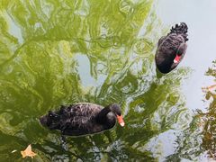 -钓鱼台国宾馆