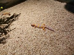 -绿色星球动物主题公园