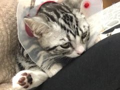 -伟伟宠物医院·CT影像中心·瑞派犬猫综合性门诊(汉口总院)