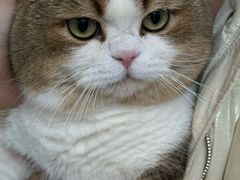 -青奢宠物·青奢猫舍