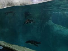 -帝企鹅自助餐厅•儿童岛•真企鹅(长隆企鹅酒店)