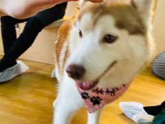 -Husky Go! 哈士奇体验馆·宠物咖啡厅狗咖