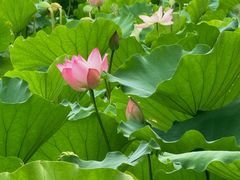 -莲花山公园