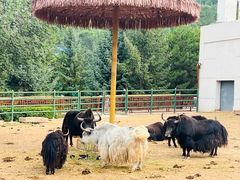 -青藏高原野生动物园