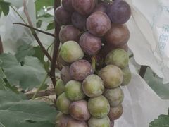 -马陆小张葡萄园农家乐