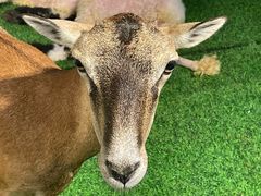 -广州长隆国际大马戏