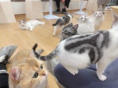 -有喵·猫咖·狗咖·30几只猫10只小狗(岗厦店)