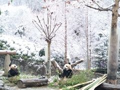-都江堰中华大熊猫苑