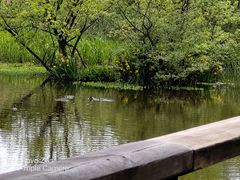 -西湖风景区-江洋畈生态公园