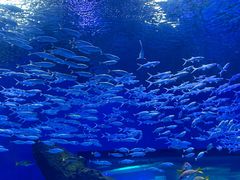 -海合安武汉极地海洋公园