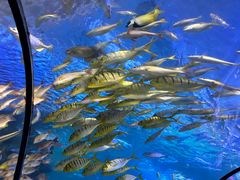 -太平洋海底世界