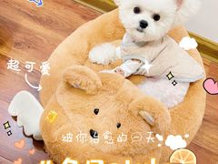 -安安宠物医院(情缘分院)