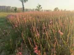 -汉长安城未央宫国家考古遗址公园