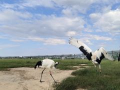 -盐城丹顶鹤湿地生态旅游区
