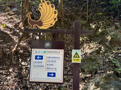 -西双版纳原始森林公园