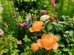 -深圳国际园林花卉博览园