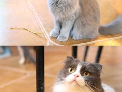 -李小姐の猫咖啡馆(五角场店)