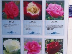 -亚龙湾国际玫瑰谷