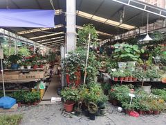 -曲阳花鸟市场(曲阳路店)