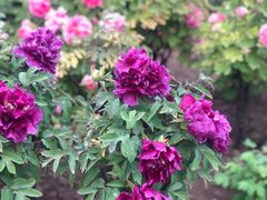 -曹州百花园