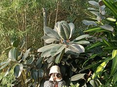 -南山植物园