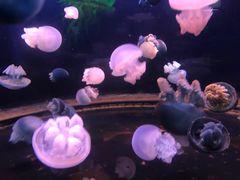 -芜湖新华联大白鲸海洋公园