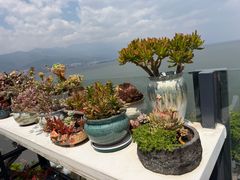 -野菌皇海景野生菌火锅(滨海大道店)