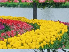 -荷兰花海
