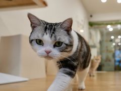 -有喵·猫咖·狗咖·40+猫狗有小奶狗(岗厦店)