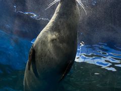 -上海海洋水族馆