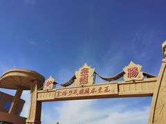 -金塔沙漠胡杨林景区