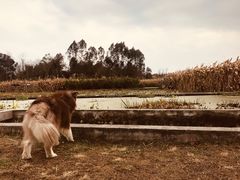 -白鹭湾湿地公园