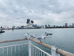 -台场海滨公园船码头