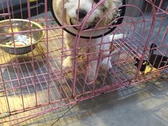 -严国平动物医院(德政总院)