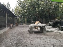 -上海野生动物园老虎餐厅