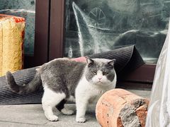 -护国法轮寺