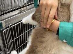 -心仪动物医院·牙专科·肿瘤·心脏科(西客站院)