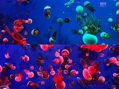 -成都浩海立方海洋公园